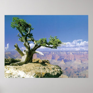 Póster Top O' The Canyon