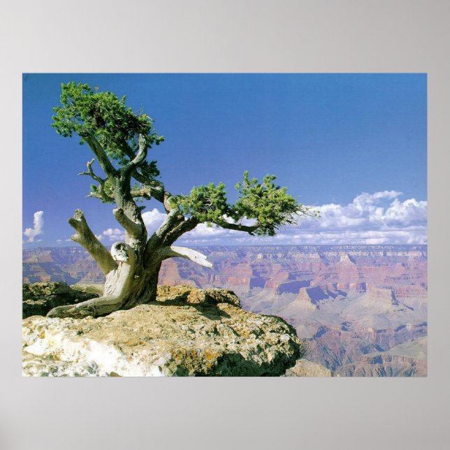 Póster Top O' The Canyon (Frente)