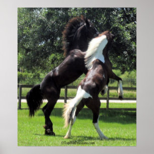 Póster TopHatFriesians.com