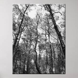 Póster Tops de árbol (b/w)