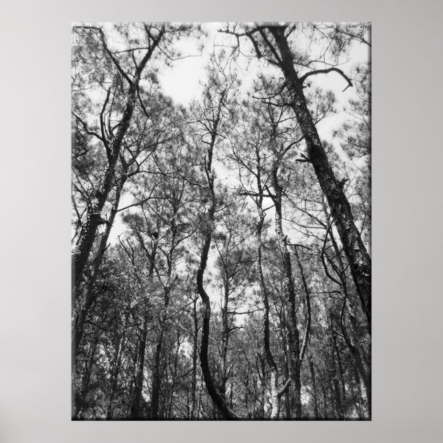 Póster Tops de árbol (b/w) (Frente)