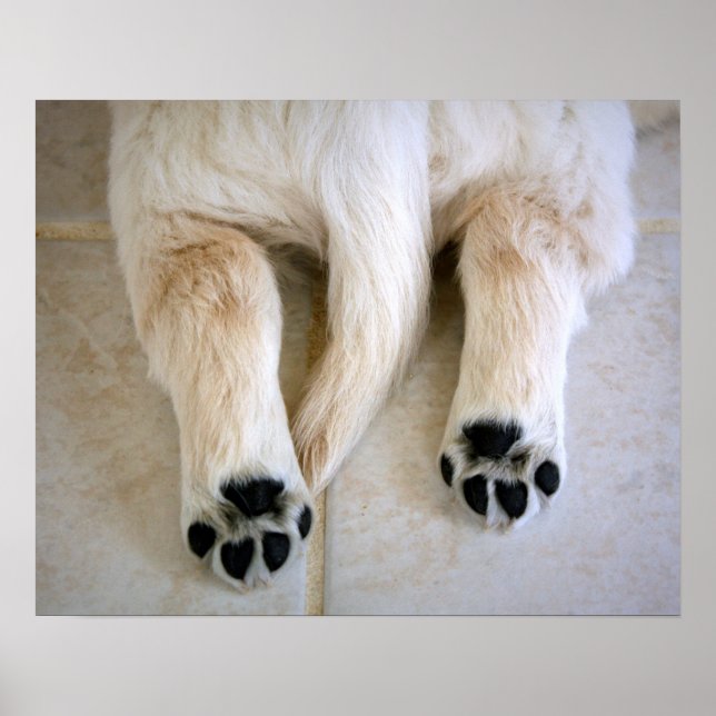 Póster Toques de Cachorro de Golden Retriever (Frente)