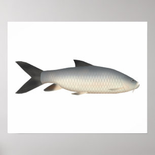 Póster Tor Mahseer