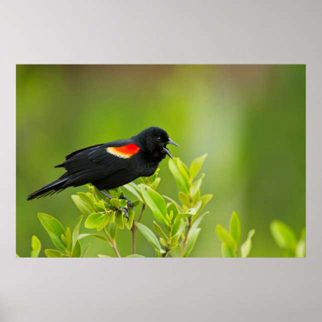 Póster Tordo Sargento (Agelaius Phoeniceus) (Frente)
