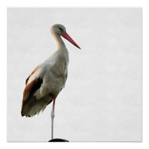 Póster Tormenta blanca (Ciconia ciconia) Arte de pájaro s