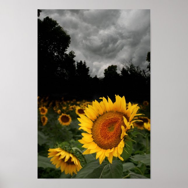 Póster Tormenta de agosto (Frente)