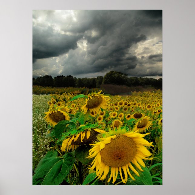 Póster Tormenta de agosto, poster (Frente)