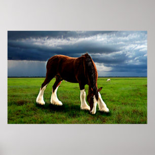Póster Tormenta de Clydesdale