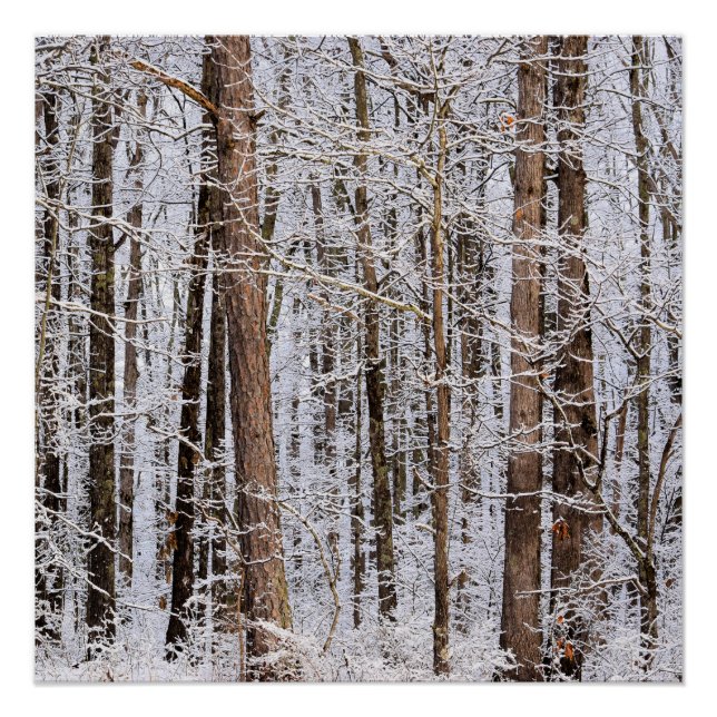 Póster Tormenta de hielo en el bosque (Anverso)