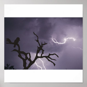 Póster Tormenta de Kookaburra