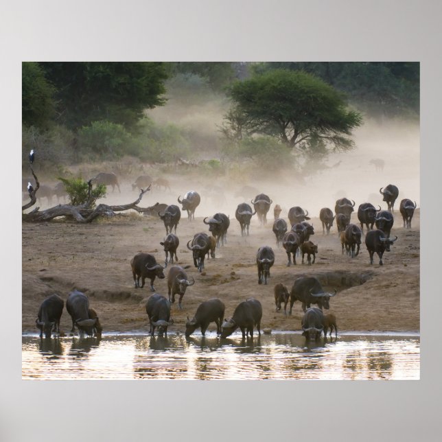 Póster Tormenta de polvo de búfalo (Frente)