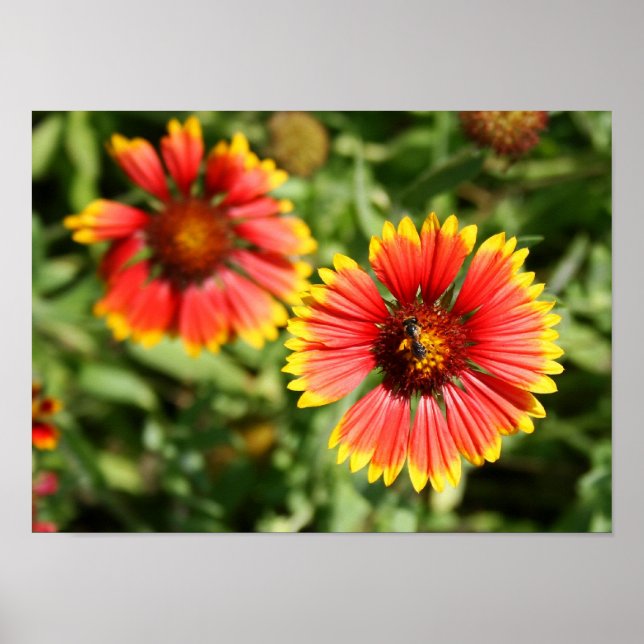 Póster Tornillo de Fuego - Flor silvestre Sundance (Frente)