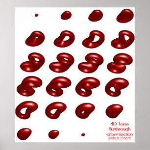 Póster toro 4d mosca-por la sección representativa