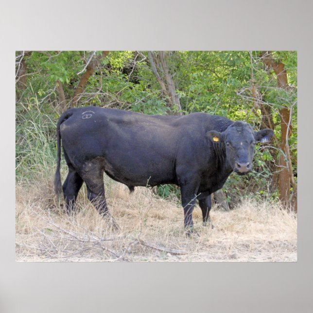 Póster Toro de angus negro (Frente)