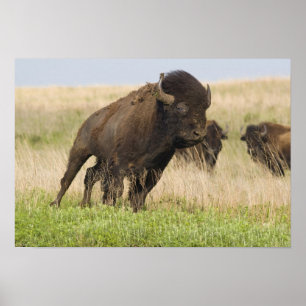 Póster Toro de bisonte joven y fogoso en Tallgrass