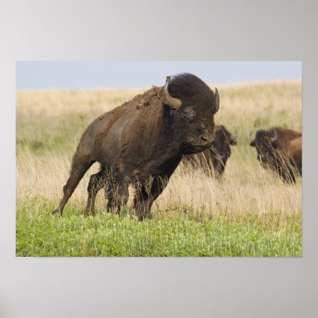 Póster Toro de bisonte joven y fogoso en Tallgrass (Frente)