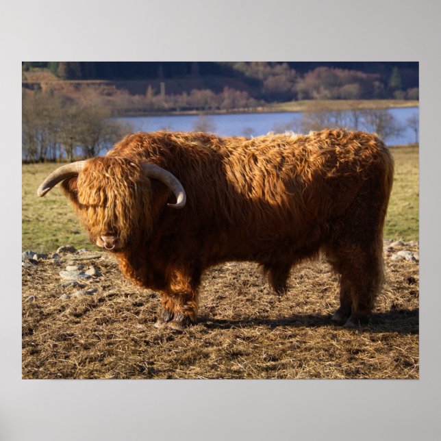 Póster Toro de ganado de las Tierras Altas, Escocia (Frente)