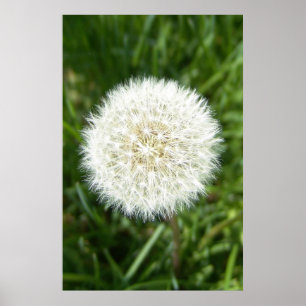 Póster toro de soplo