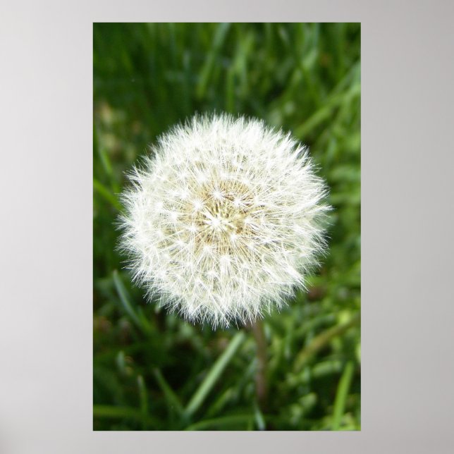 Póster toro de soplo (Frente)