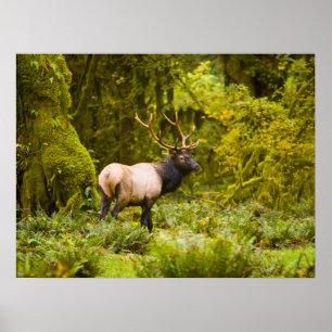 Póster Toro Elk Roosevelt de pie en pradera