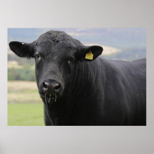 Póster Toro negro de ternera de Angus