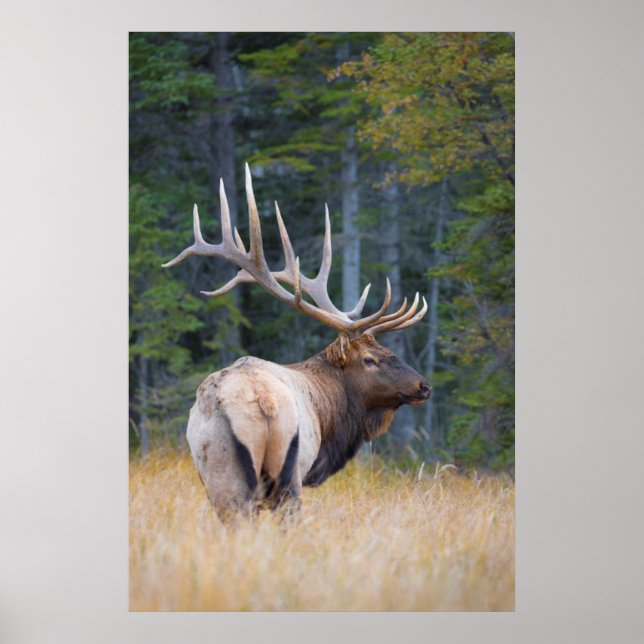 Póster Toro Rocky Mountain Elk (Frente)
