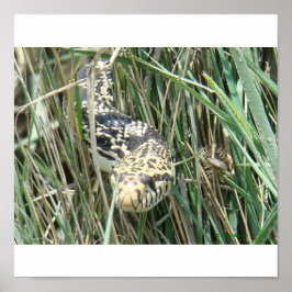 Póster Toro serpiente R4 en hierba