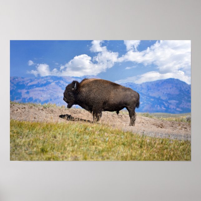 Póster Toros Bison Posando, Valle de Hayden, Yellowstone (Frente)