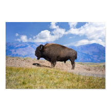 Toros Bison Posando, Valle de Hayden, Yellowstone