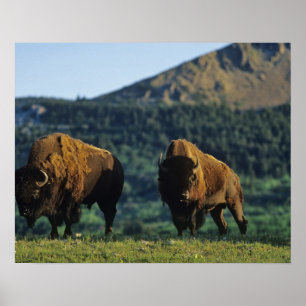 Póster Toros de Bison en el Parque Nacional de los Lagos