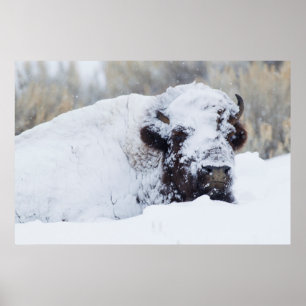 Póster Toros de bisonte, abrigo de invierno