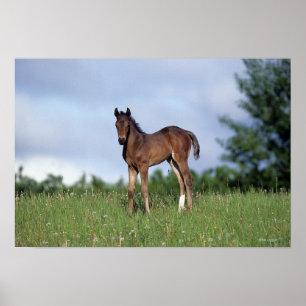 Póster Toroughbred Foal Standing in the Grass