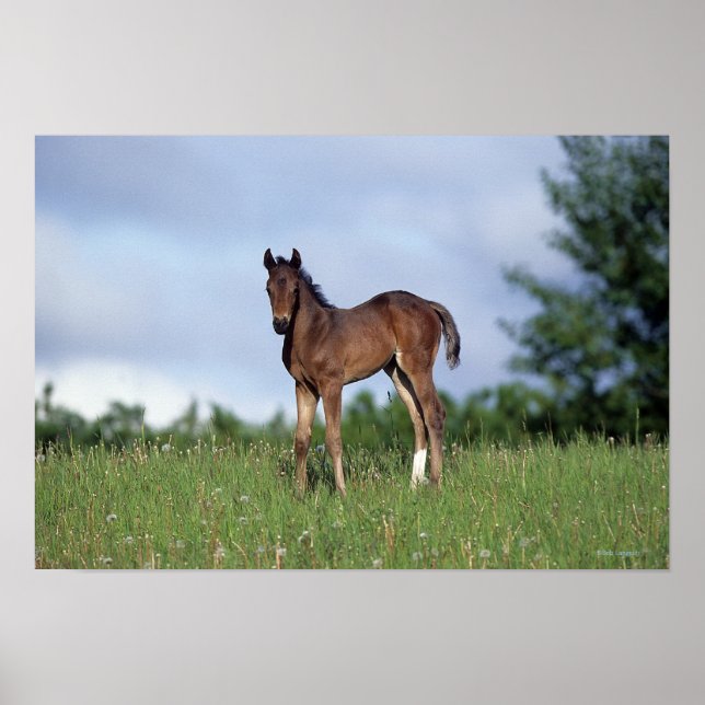 Póster Toroughbred Foal Standing in the Grass (Frente)
