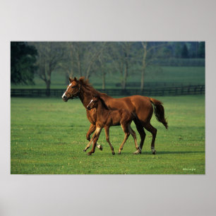 Póster Toroughbred Mare & Foal 3