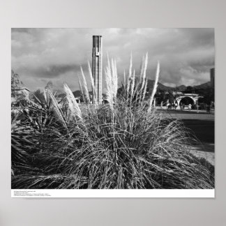 Póster Torre Bell, Grass Pampas, diciembre de 1966