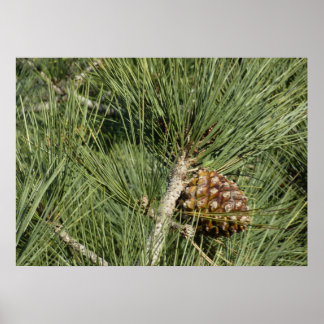 Póster Torrey Pine Closeup California Botanical