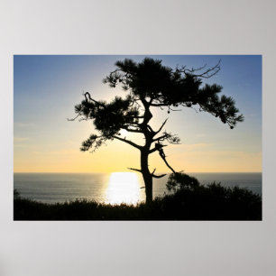 Póster Torrey Pine Silhouette Matte Canvas
