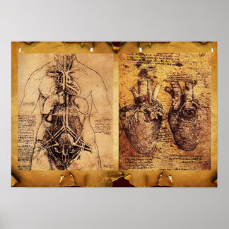 Póster Torso/corazón de mujer y sus vasos sanguíneos