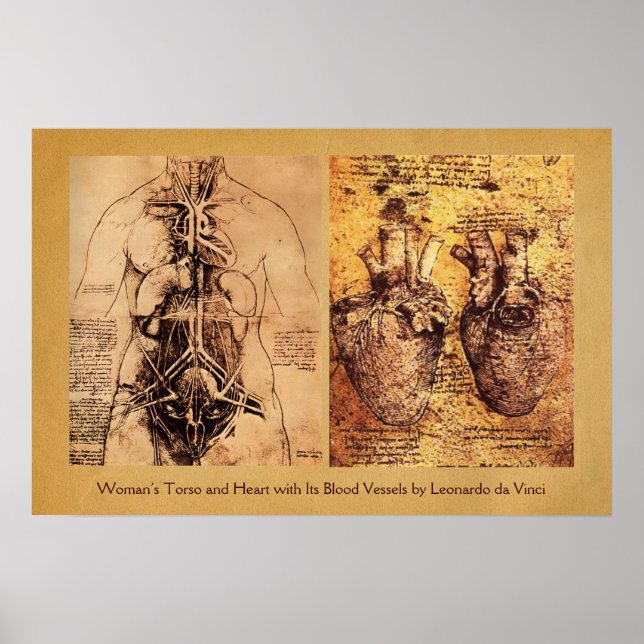 Póster Torso/corazón de mujer y sus vasos sanguíneos (Frente)