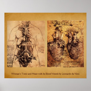 Póster Torso/corazón de mujer y sus vasos sanguíneos
