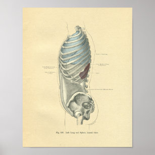 Póster Torso de imagen anatómica de escarcha de cosecha