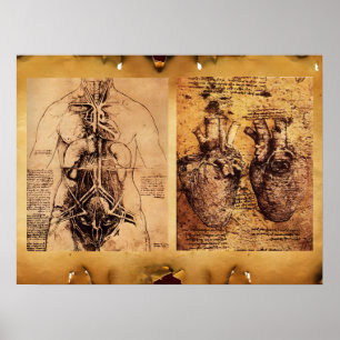 Póster Torso de mujer / Corazón y sus vasos sanguíneos