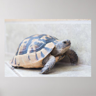 Póster Tortoise