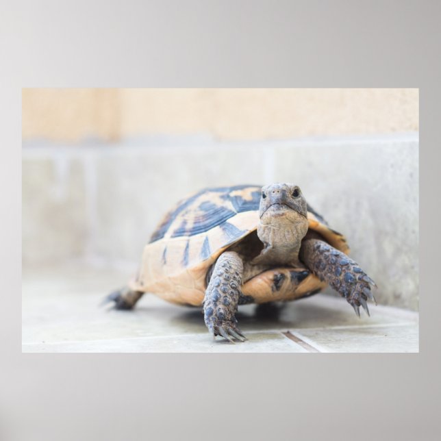 Póster Tortoise (Frente)