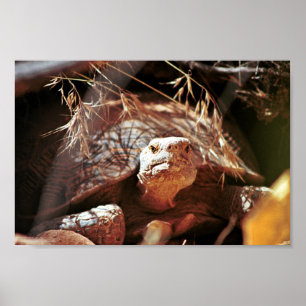 Póster Tortoise del desierto