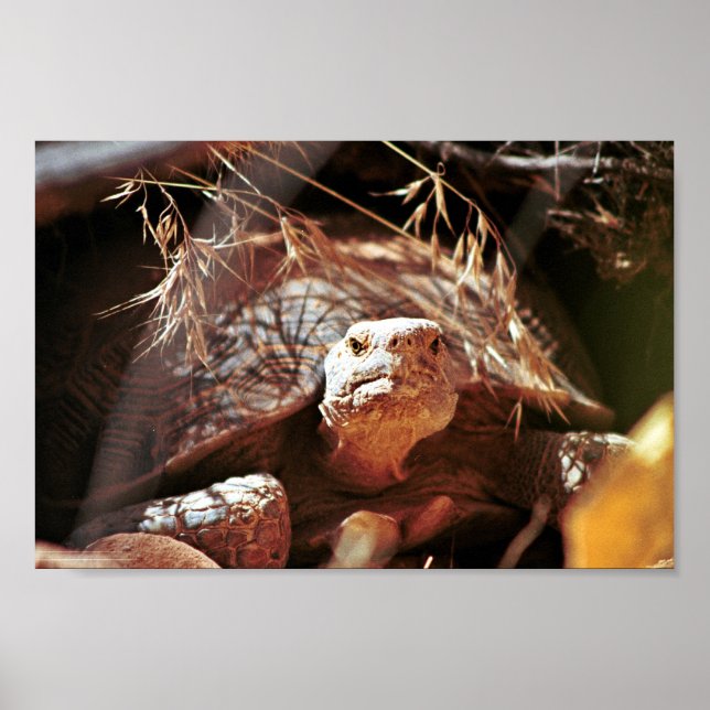 Póster Tortoise del desierto (Frente)