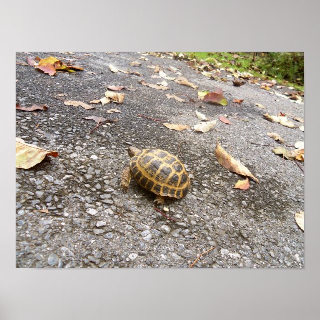 Póster Tortoise en un Poster de animales de misión (Frente)
