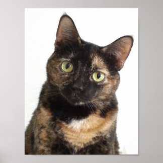 Póster Tortoiseshell Cat