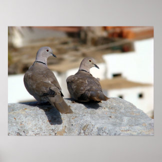 Póster Tórtolas en Betancuria. Fuerteventura.