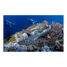 Tortuga